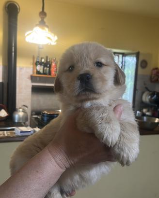 Cuccioli golden retriver