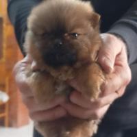 Cuccioli di Spitz della Pomerania piccolissimi