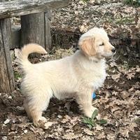 Top golden retriever pedigree ENCI