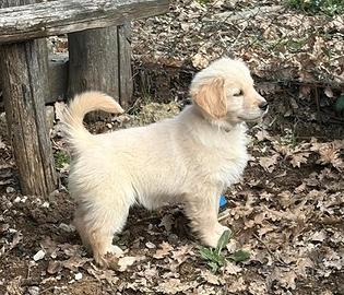 Top golden retriever pedigree ENCI