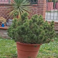 pianta di pino mugo in vaso
