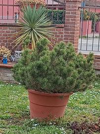 pianta di pino mugo in vaso