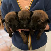 Cucciolata pastore belga malinois