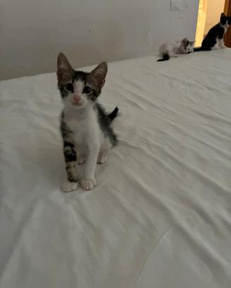 Cuccioli di gatto Europeo