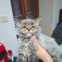 Cuccioli Maine coon