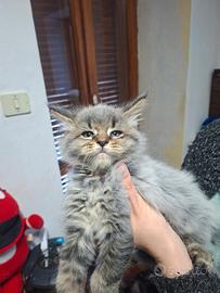 Cuccioli Maine coon