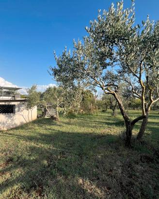 Rustico uso magazzino con terreno pianeggiante
