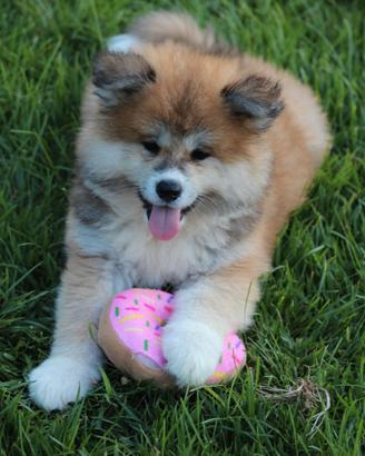 Cuccioli di Akita inu