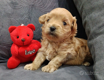 Cuccioli maltipoo