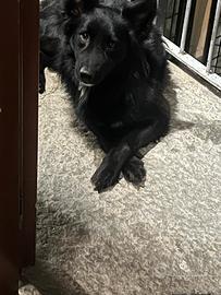  cane taglia media di due anni