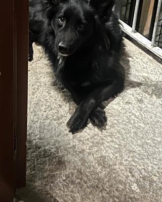  cane taglia media di due anni