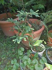 Vaso con pianta sequoia americana