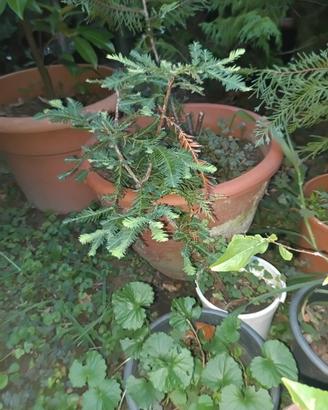 Vaso con pianta sequoia americana