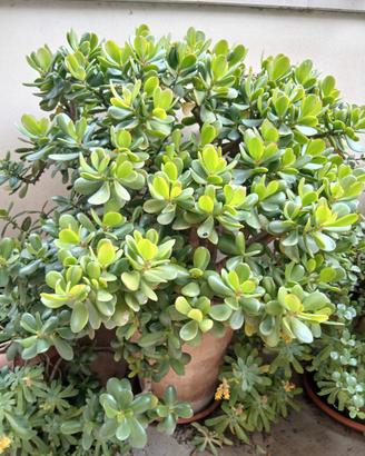 Albero di Giada