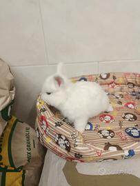 Conigli nani piccoli