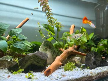 Acquario completo