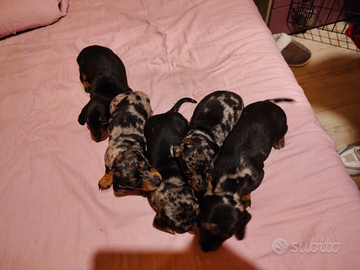 Cuccioli bassotto arlecchino