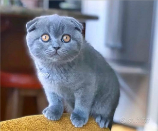Scottish fold