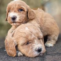 Maltipoo mini toy red