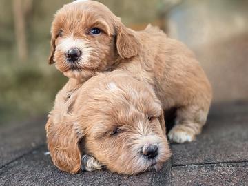 Maltipoo mini toy red