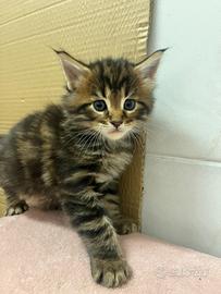 Maine coon maschio