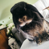 Coniglio ariete nano