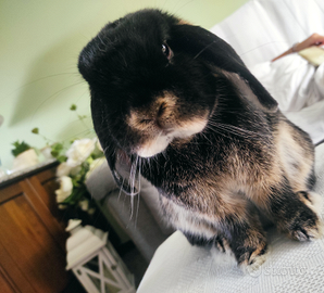 Coniglio ariete nano