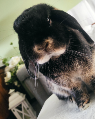 Coniglio ariete nano