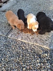 Cuccioli di cane