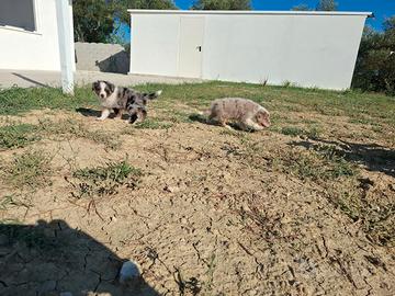Pastore australiano