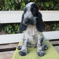 Ultima cucciola cocker inglese