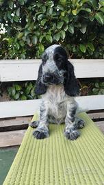 Ultima cucciola cocker inglese