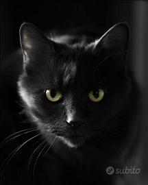 Gatto nero occhi verdi cerc0