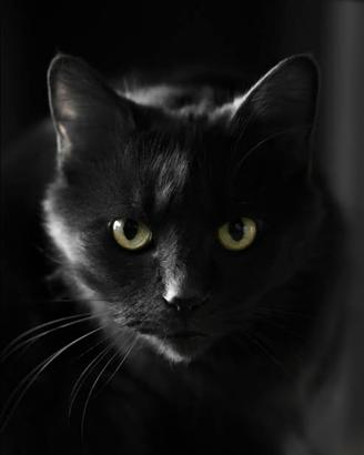 Gatto nero occhi verdi cerc0