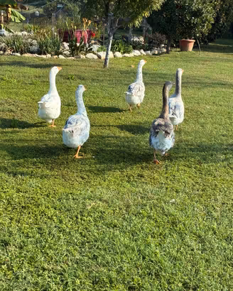 Maschio di oca