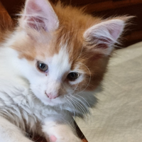 Cucciolo di Maine coon