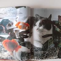 Enciclopedia del gatto De Agostini 4 volumi