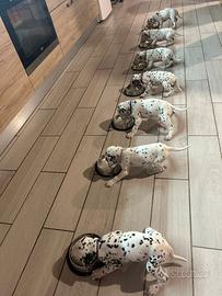 Cuccioli di dalmata