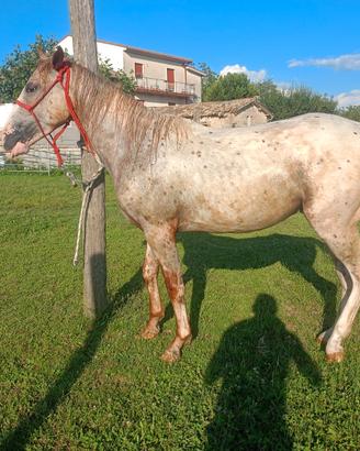 Cavallo appaloosa