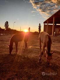 Pensione Cavalli ed Equitazione 