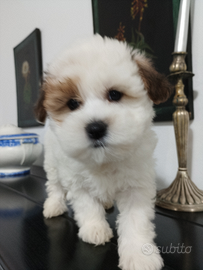 Shitpoo maschi e femmine