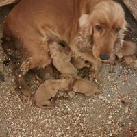 Cuccioli di cocker spaniel fulvi