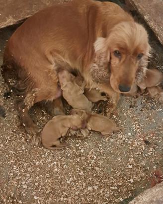 Cuccioli di cocker spaniel fulvi