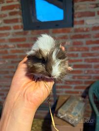 Cavia peruviana