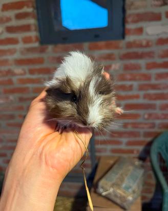 Cavia peruviana