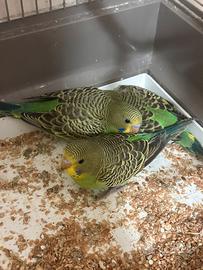 Ultimi pulli di cocorite