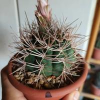 Gymnocalycium Mazanense Ferox vaso 13 fiore rosa