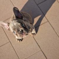 Cucciolo bulldog francese esotico