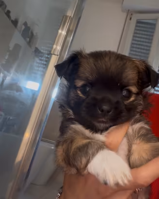 Cuccioli di chihuahua