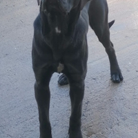 Cuccioli di Cane Corso